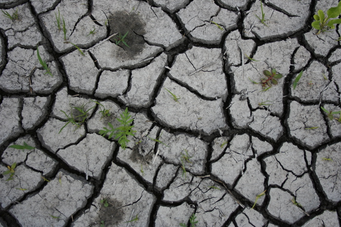 Picture of fractal mudcracks