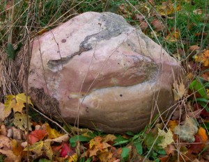 Lovely pink quartzite boulder in Woodstock Connecticut surrounded by autumn foliage