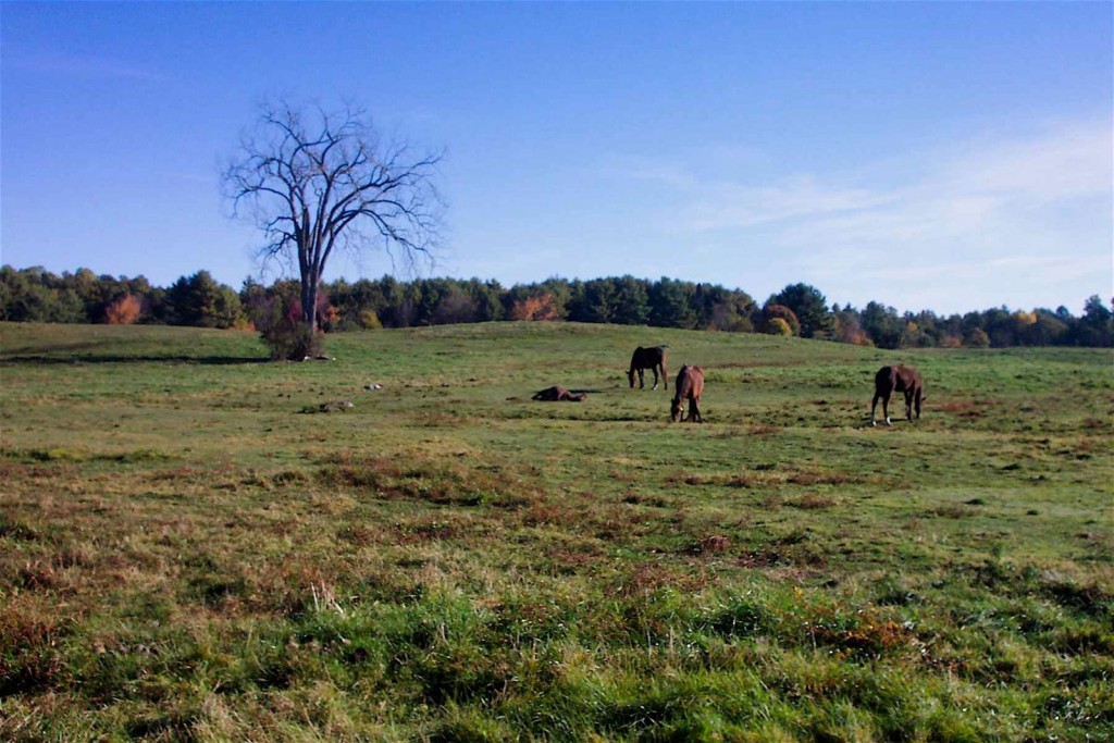 Horse pastures are often on drumlins underlain by lodgment till