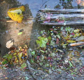 Ultra-clean water and plant detritus in Otter Pond, Standish, Maine created by low nutrient and high oxygen