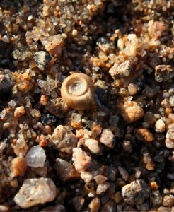 Snail shell on rocks