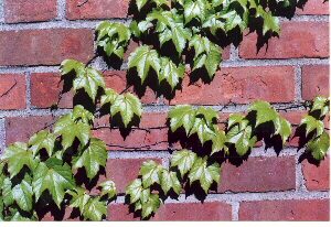 Brick Wall with Ivy