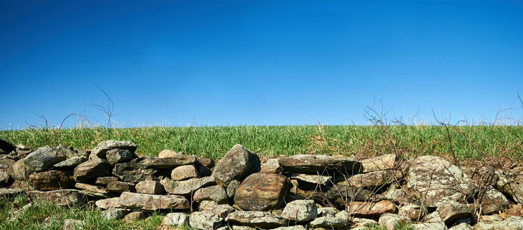 A stone wall along RT 195 near the Jacobson Barn
