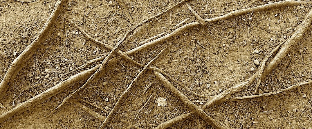 Roots and Dirt