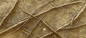 Roots and Dirt