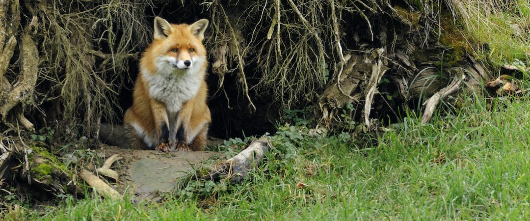 red fox